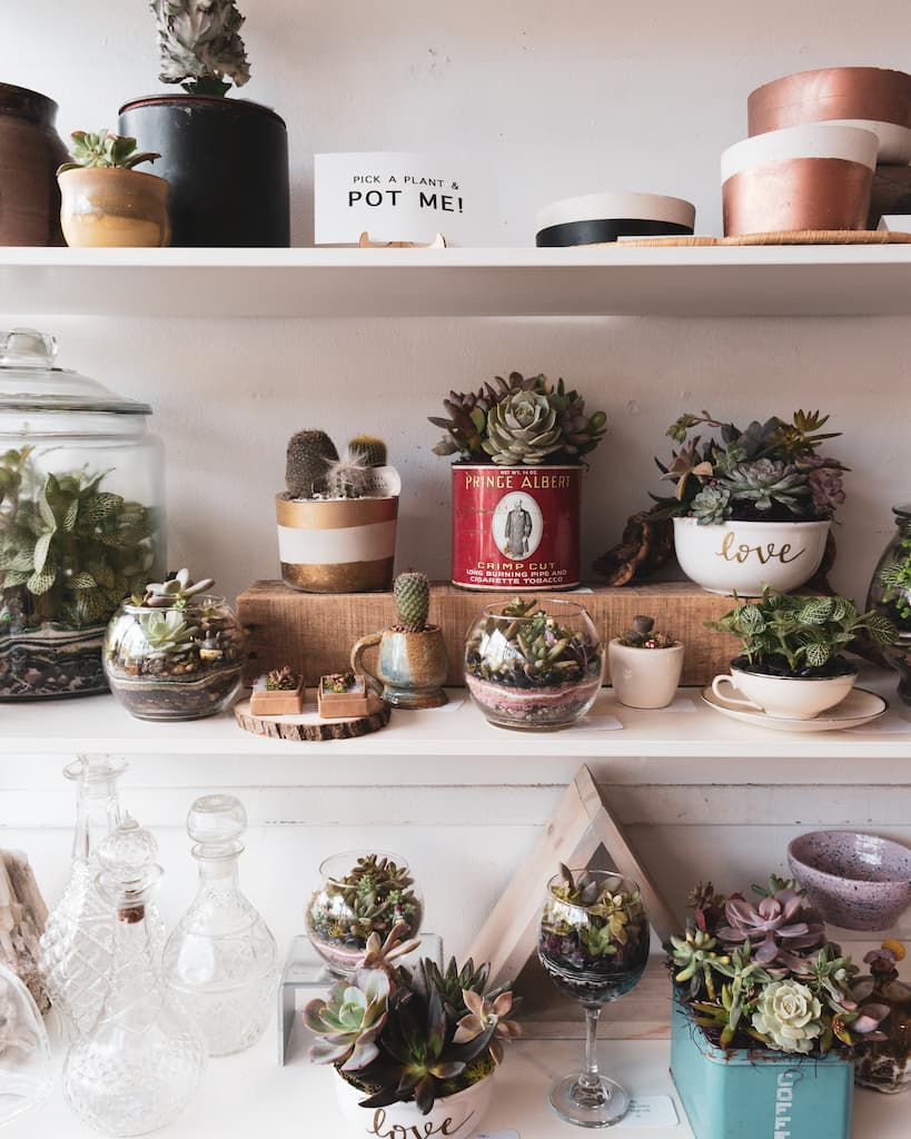 Succulents in different pots