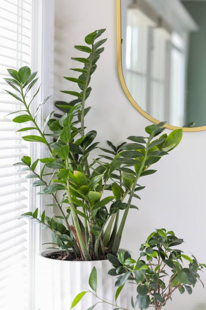 Zamioculcas without yellow leaves