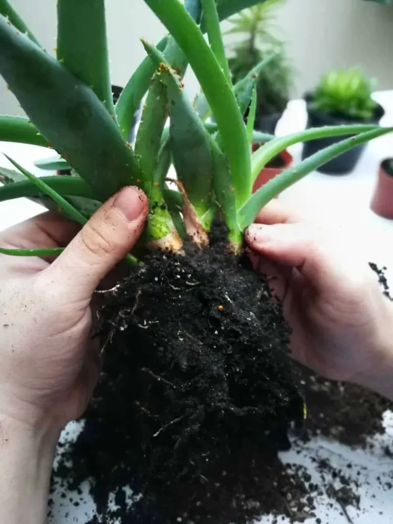 How To Repot Aloe Vera? Repotting And Dividing - How And When