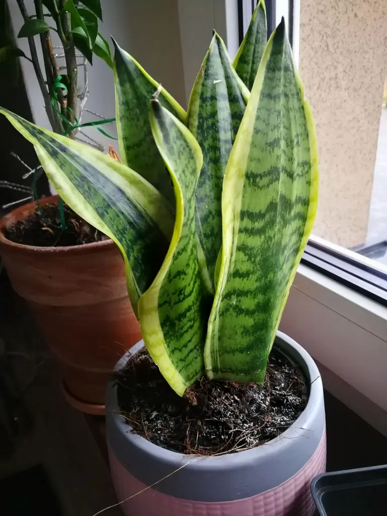 Snake plant sansevieria near windowsill