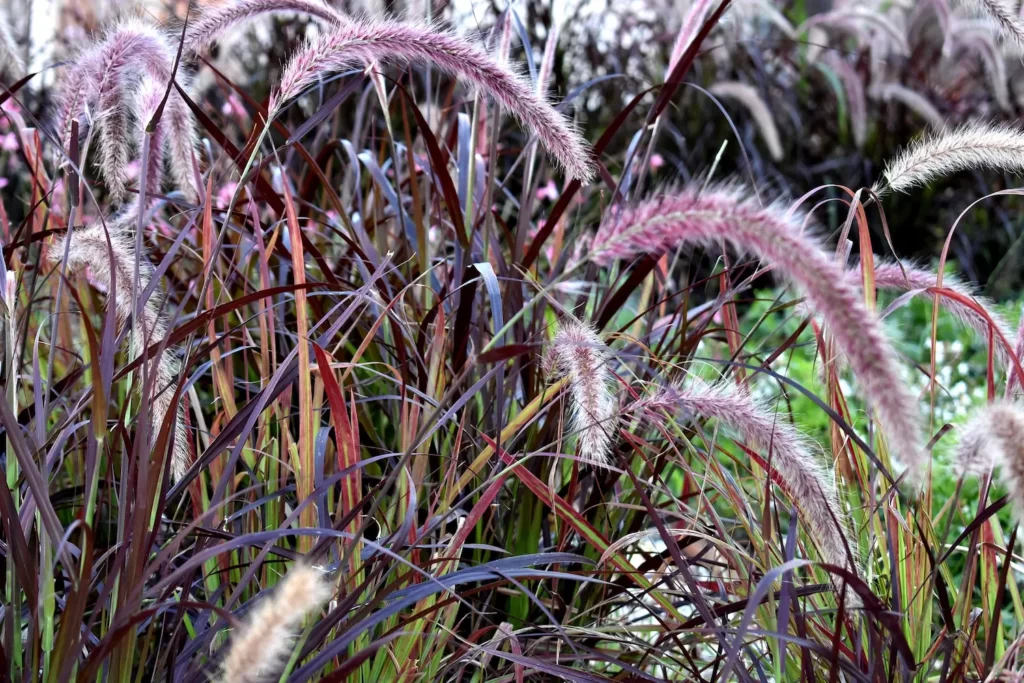 ornalemntal grass repotted in spring