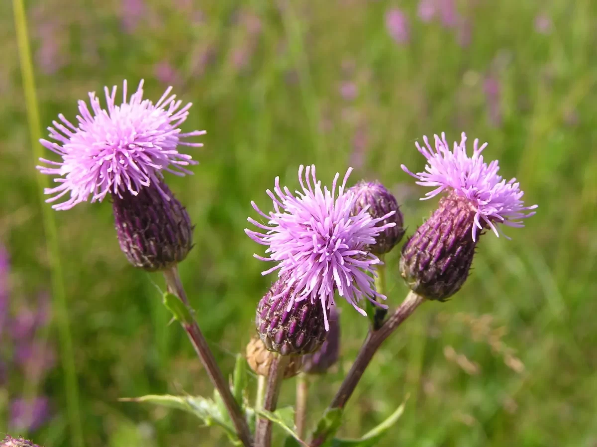 California thistle cirsium arvense