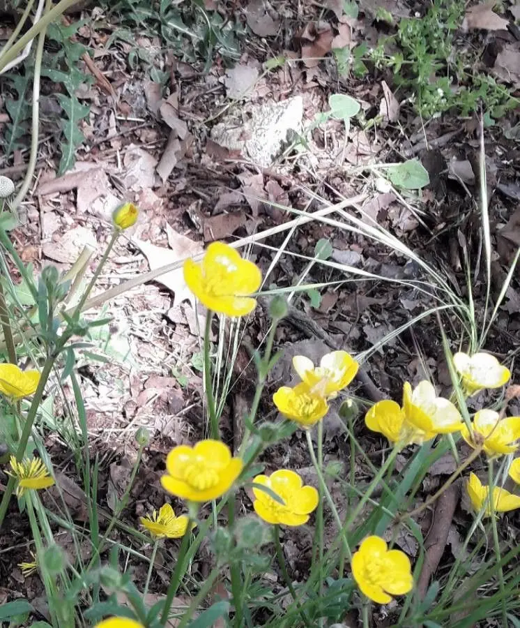 Creeping buttercup ranunculus repens