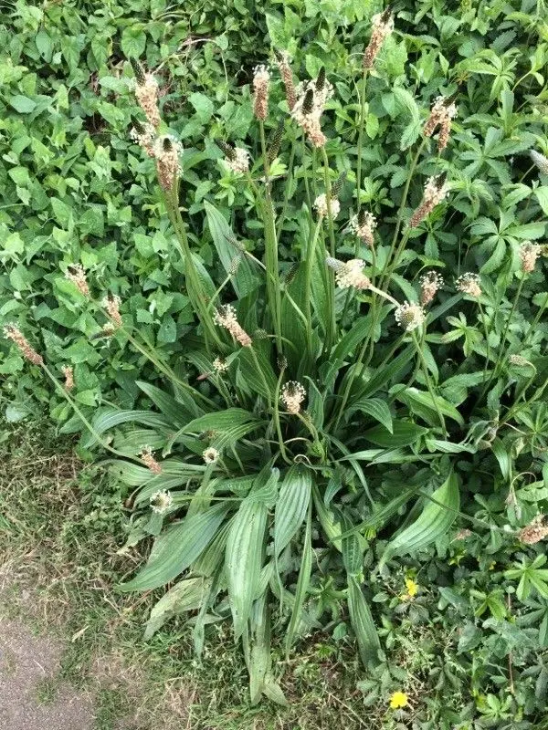 Narrow-leaf plantain