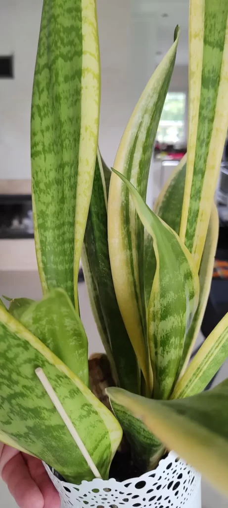 Sansevieria removes benzene and formaldehyde 