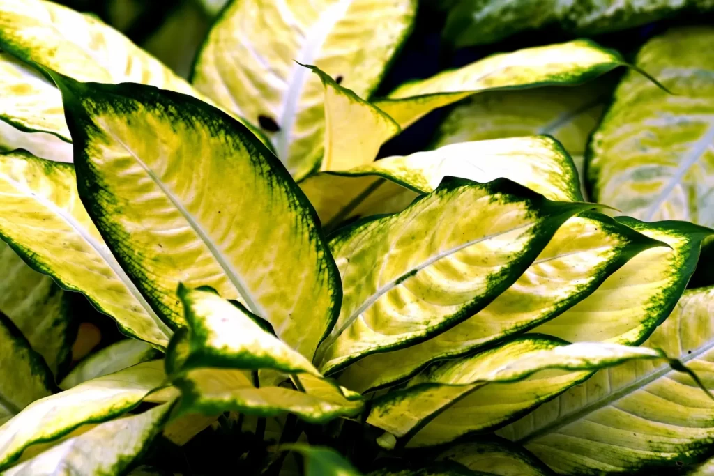 Aglaonema yellow leaves purifying air