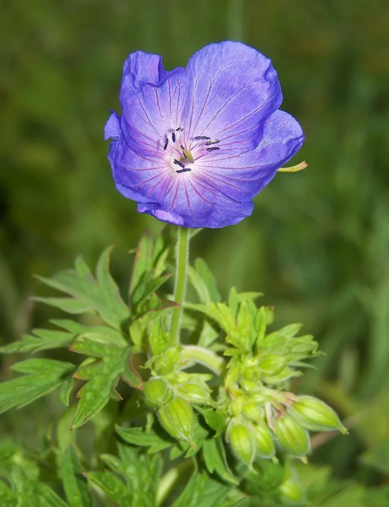 Blue himalayan geranium flower