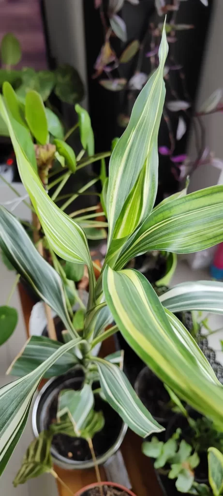 Dracaena grown at home 