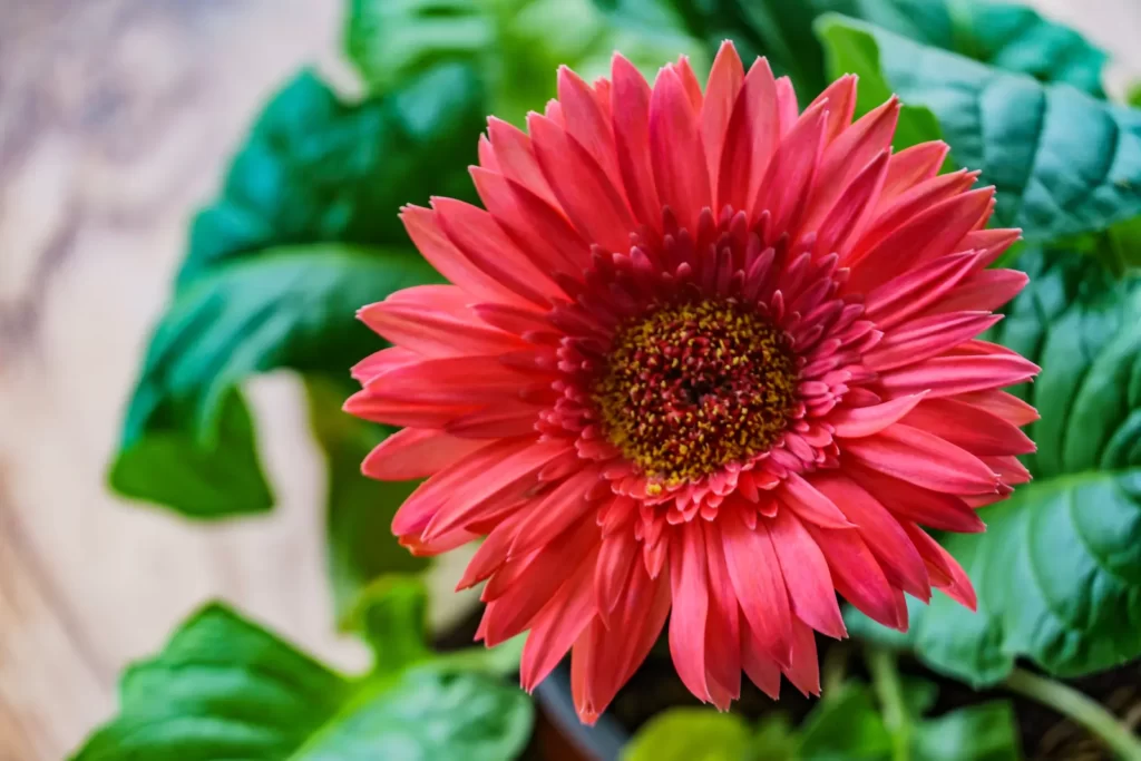 Gerbera purifying the air in the bedroom