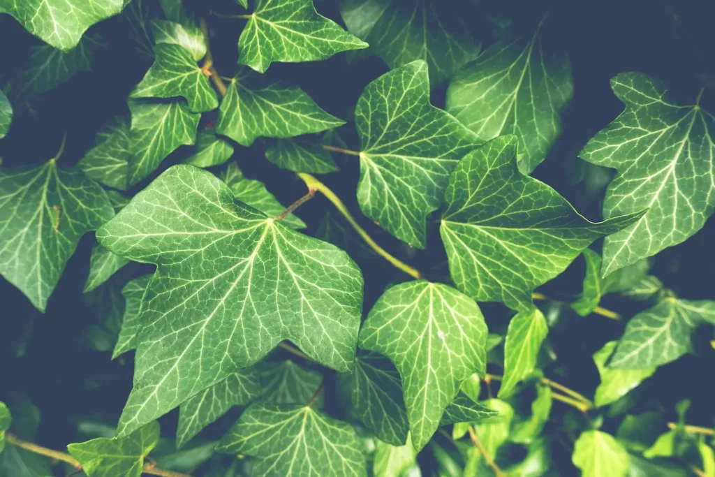 Ivy green leaves