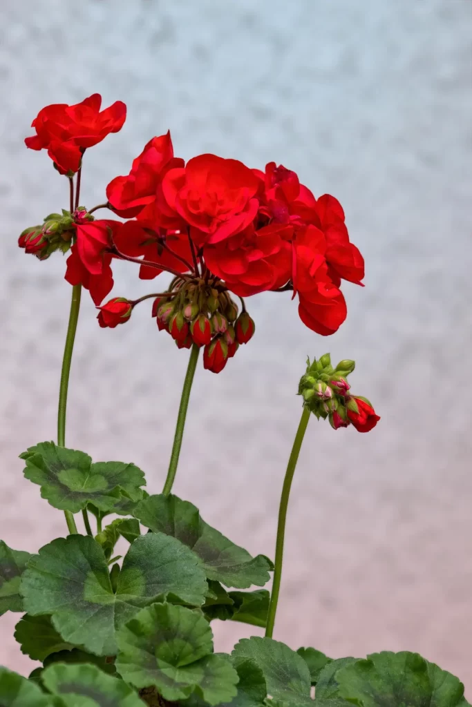 Pelargonium without yellow leaves