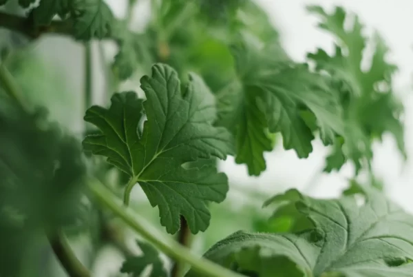 Why do geranium leaves turn yellow