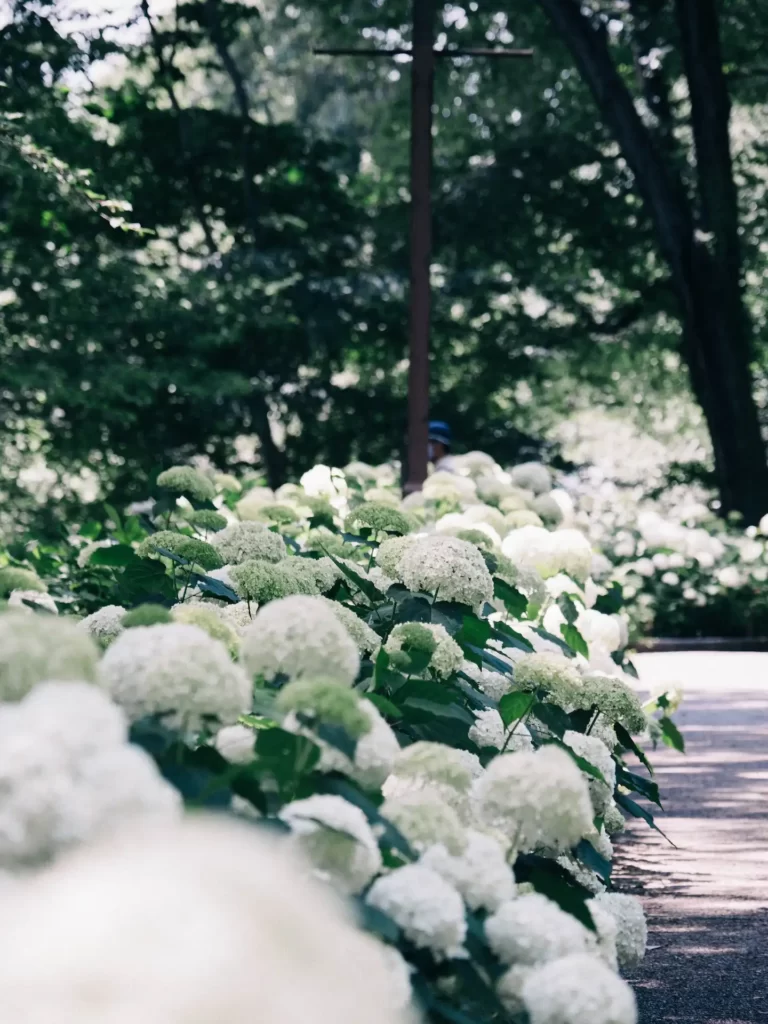 White hydrangeas in the garden 