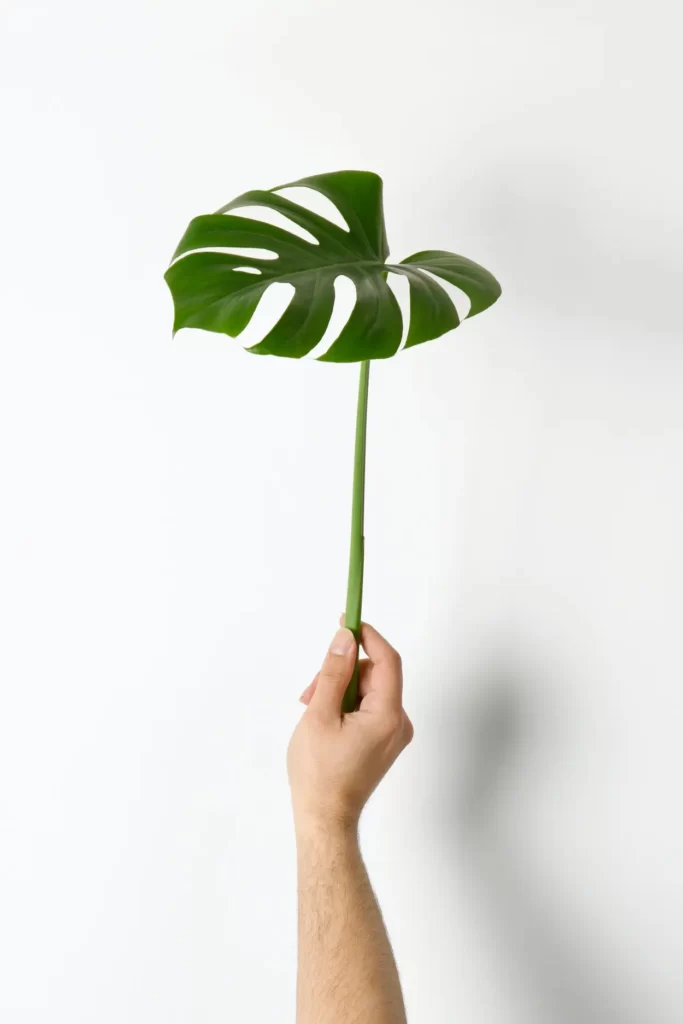 Broken monstera leaf