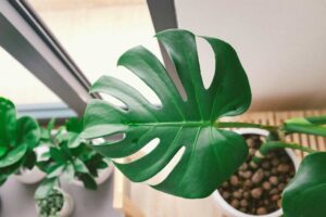 How to propagate monstera