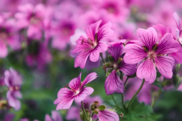 Indoor Geranium Cultivation