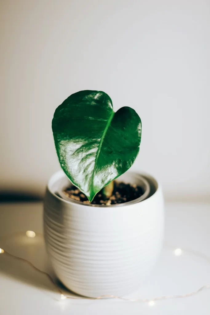 Monstera propagated from cuttings