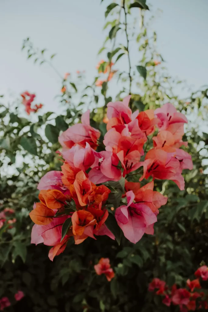 Pelargonium with red flowers