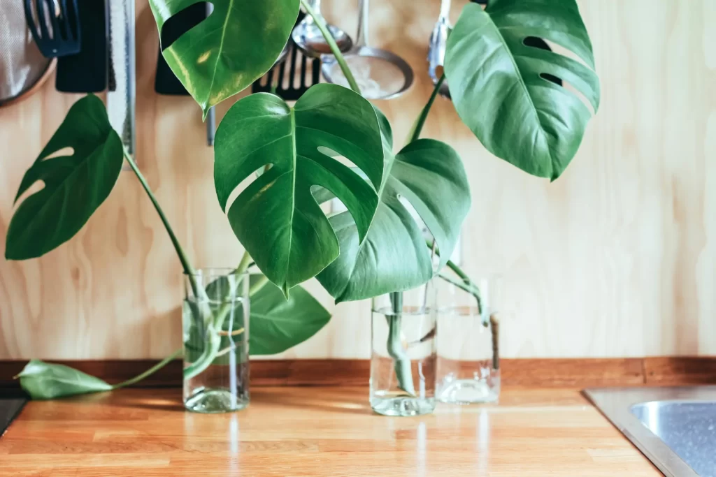 Monstera Deliciosa propagated in water jars