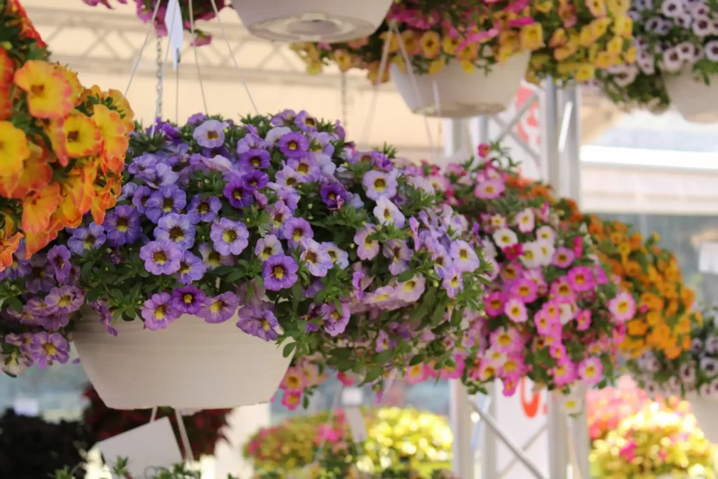 Multiple Calibrachoa Hanging in a Garden. Each flower is in a different color, starting with orange from the left, then purple, pink and yellow