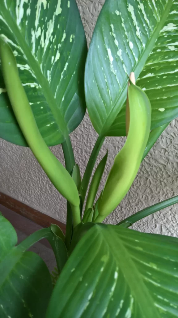 Properly watered Dieffenbachia grows new leafs from the center of the stem