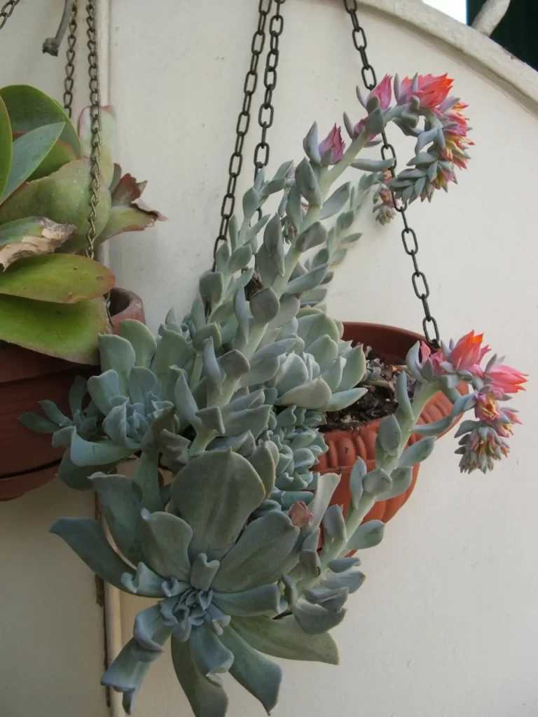 Blooming Echeveria in a Hanging Pot