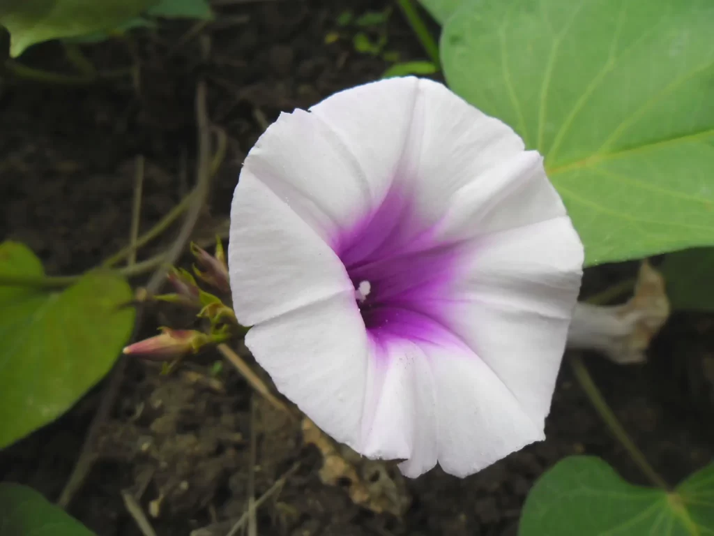 A White Flower of Sweet Potato Vine (Ipomoea batatas) with a Purple part in the Middle