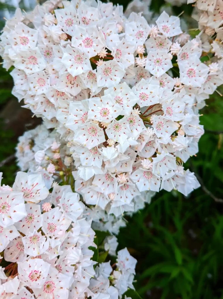 Mountain Laurel White Flowers