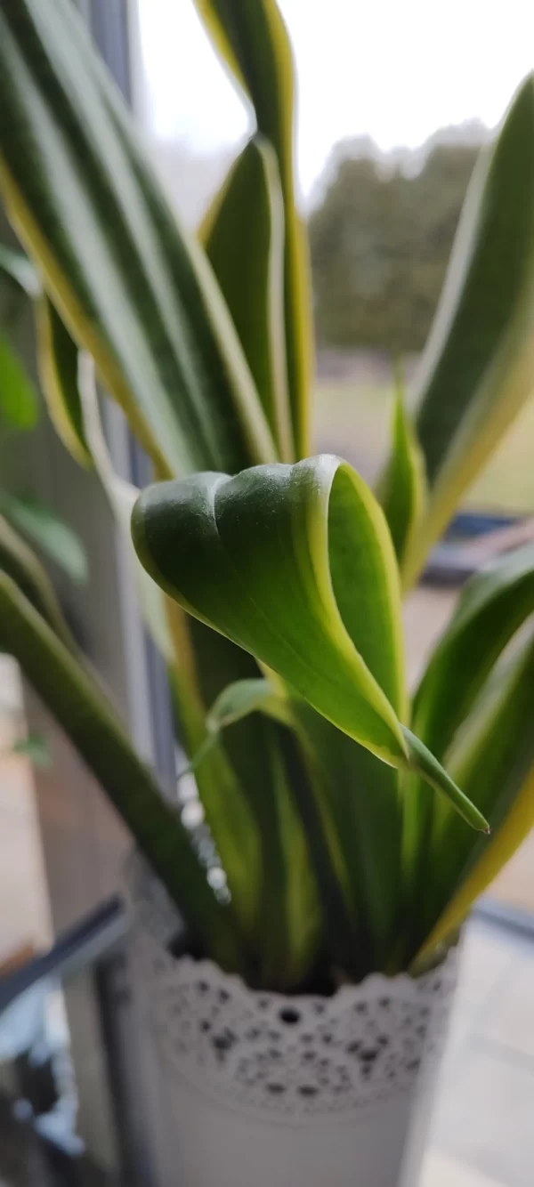 Snake Plant Care Guide