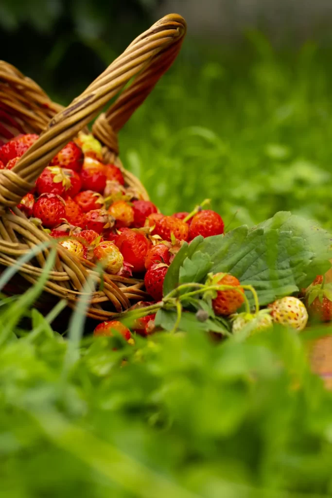 Red and Yellow Strawberries Falling out of a Basket