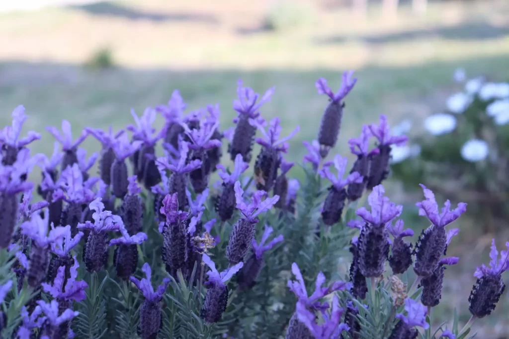 Deep Blue Flowers of Lavender photographed in Swansea Tasmania