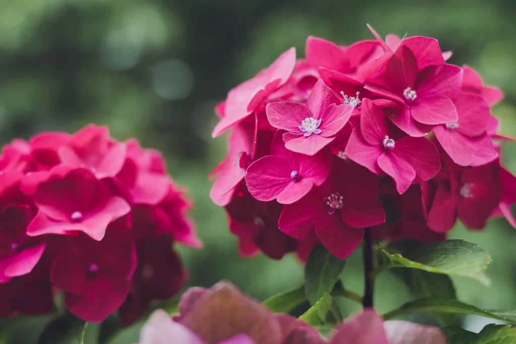 Hydrangea Flowers