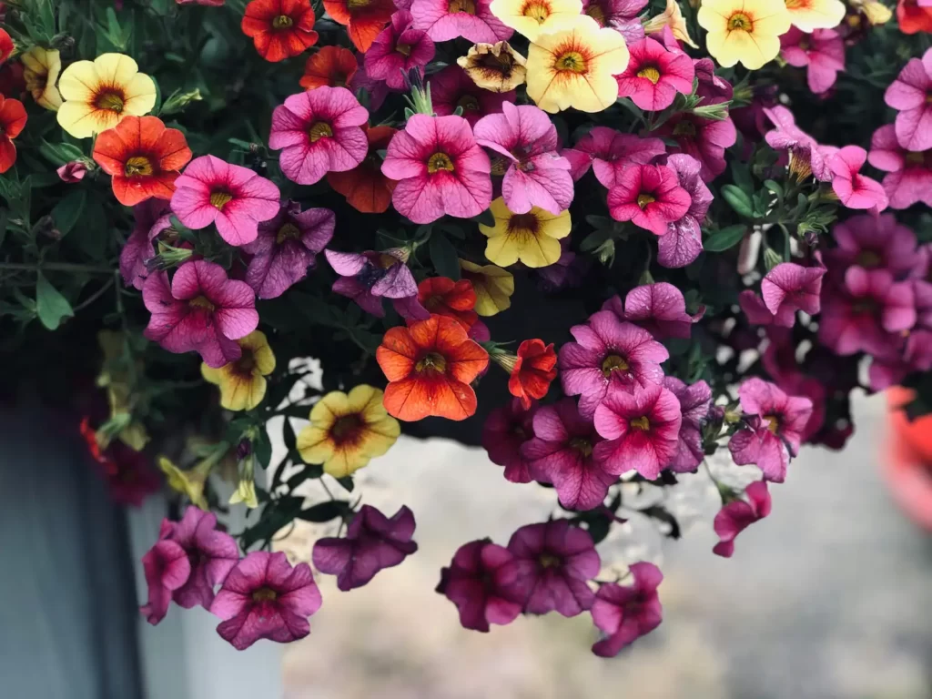 Colorful Petunias Hanging from a Basket