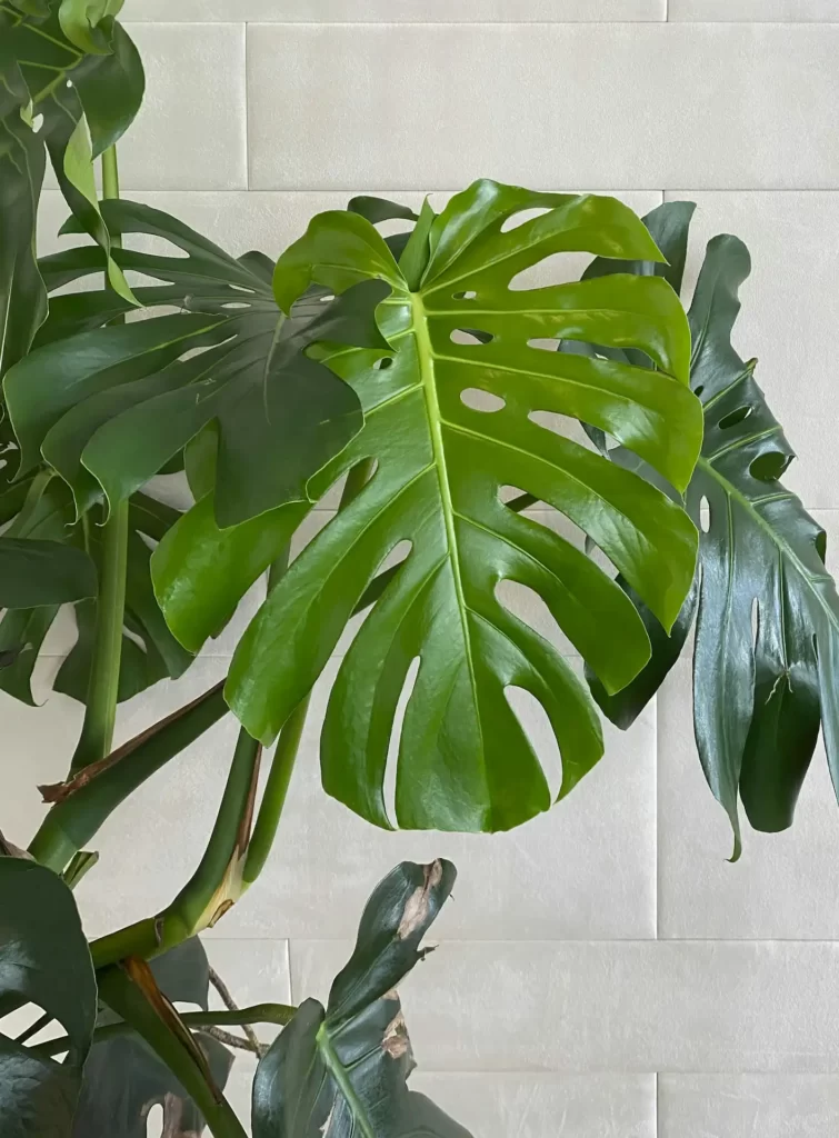 A leaf showing how much light does a Monstera need