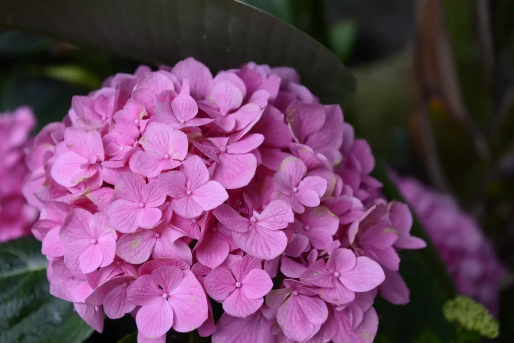 Pink Hydrangeas Before Deadheading