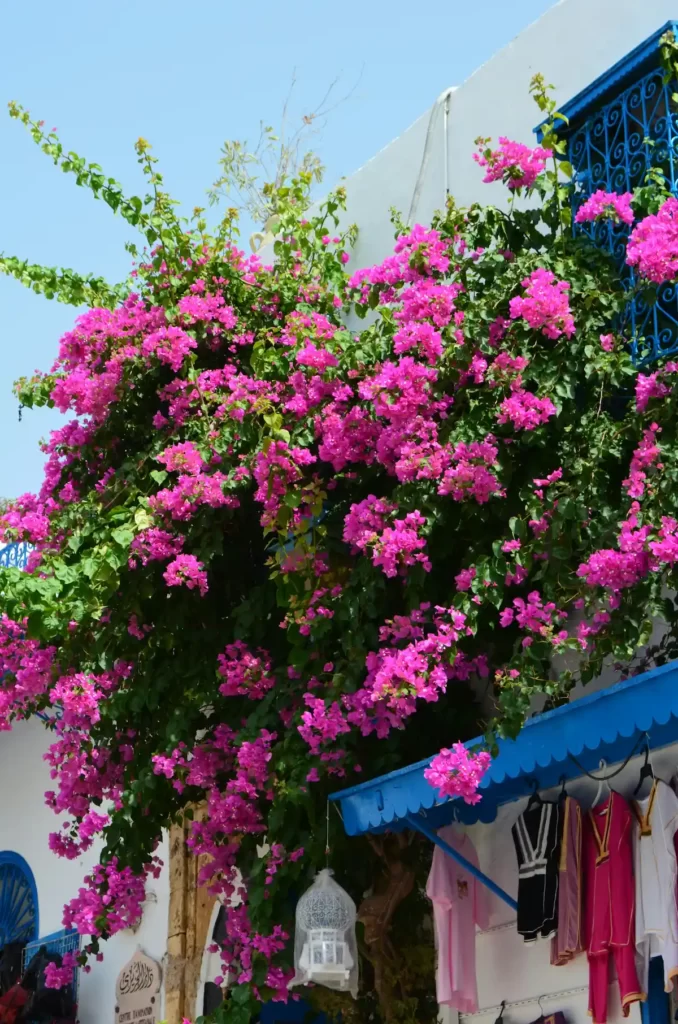 Pink Bougainvillea Hanging from a Balcony, above a T-Shirt Shop