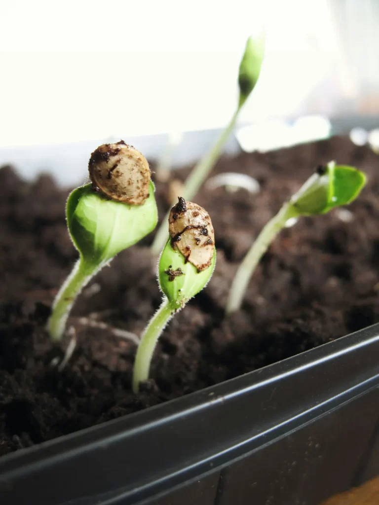 Seeds growing in February