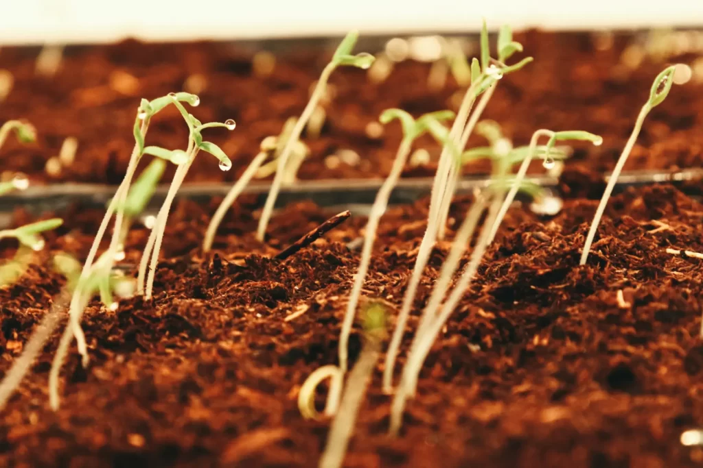 seeds sprouting in the ground