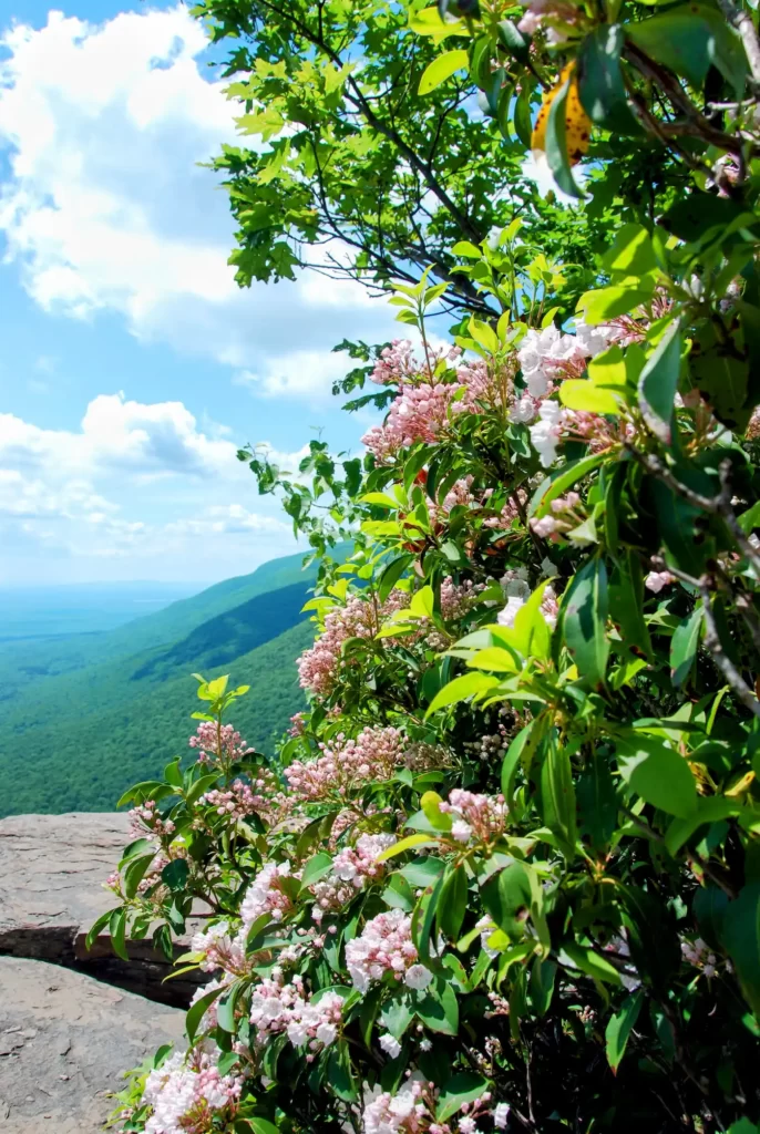 Mountain Laurel Growing in Good Climate showing white flowers and mountains in the back