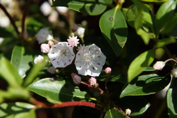 mountain laurel propagation