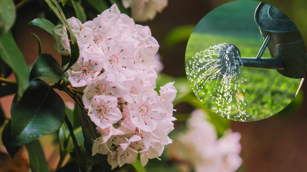 Watering tips for mountain laurel