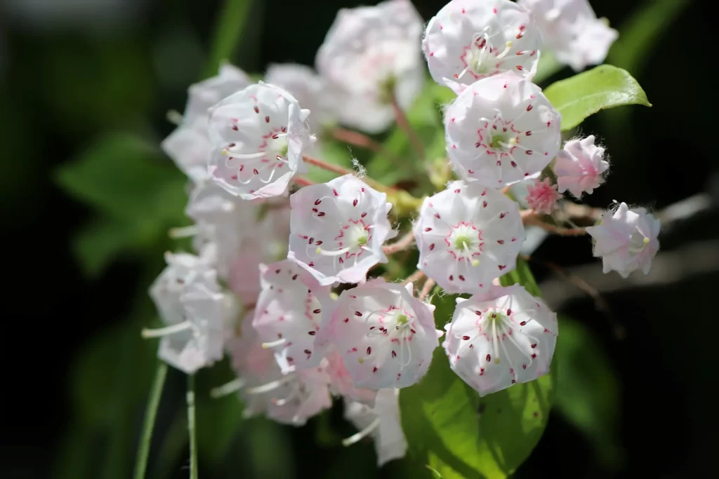 White flowers of mountain laurel in a close look