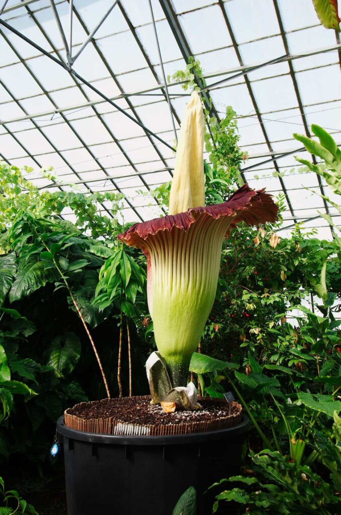 Corpse Flower in a Botanical Garden