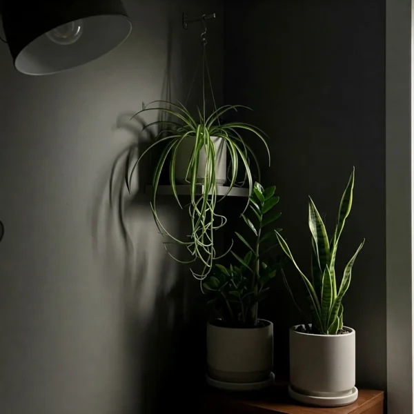 Best Low-Light Indoor Plants and Their Care Needs