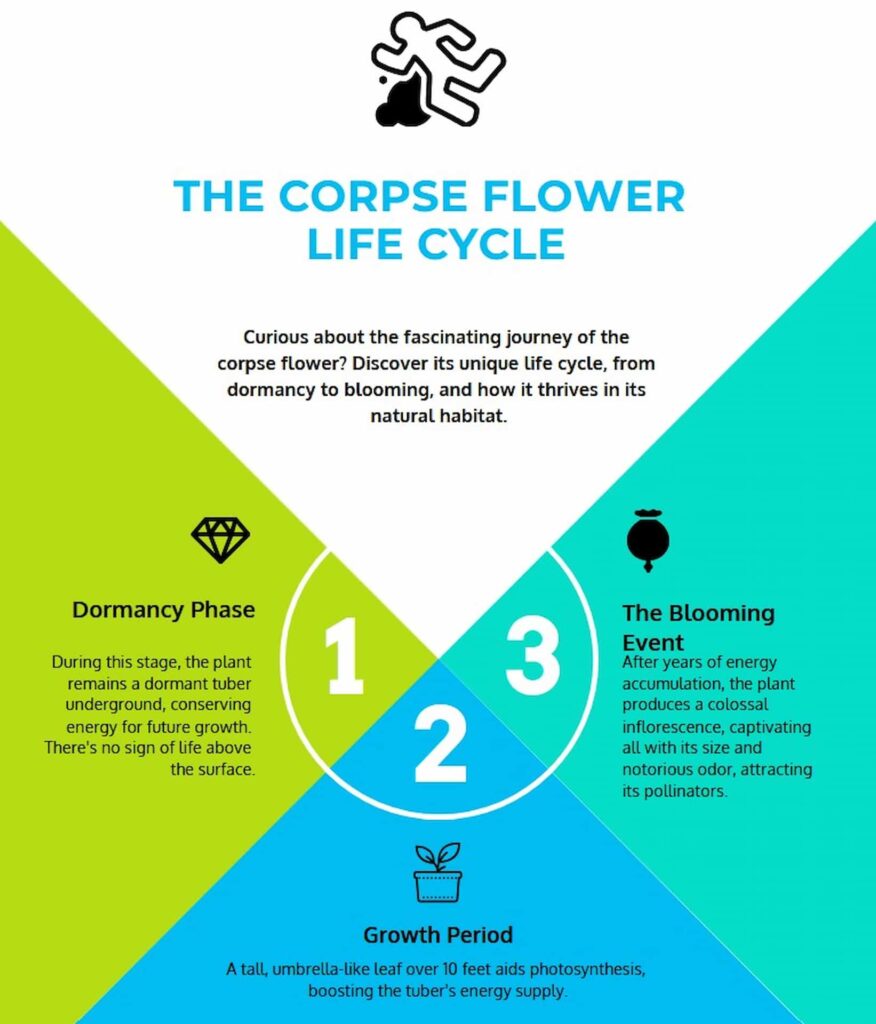 Corpse Flower Life Cycle