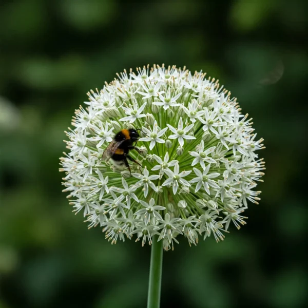 Allium 'Mount Everest' (Ornamental Onion)