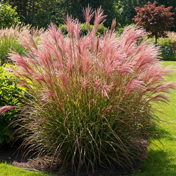 Pennisetum Setaceum (Fountain Grass)